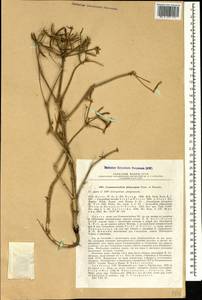Caropodium platycarpum (Boiss. & Hausskn.) Schischk., Caucasus, Armenia (K5) (Armenia)