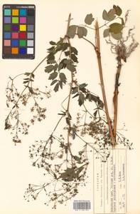 Thalictrum minus subsp. elatum (Jacq.) Stoj. & Stef., Siberia, Russian Far East (S6) (Russia)