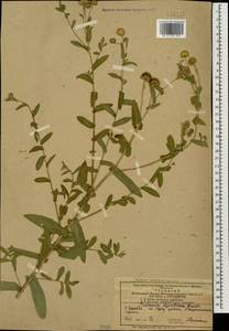 Pulicaria dysenterica (L.) Bernh., Caucasus, Azerbaijan (K6) (Azerbaijan)