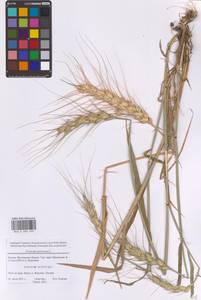 Triticum aestivum L., Eastern Europe, Moscow region (E4a) (Russia)
