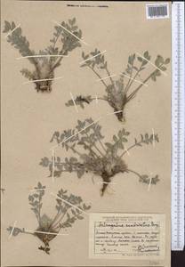 Astragalus scabrisetus Bong., Middle Asia, Dzungarian Alatau & Tarbagatai (M5) (Kazakhstan)