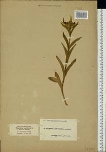 Dianthus barbatus L., Eastern Europe, Moscow region (E4a) (Russia)