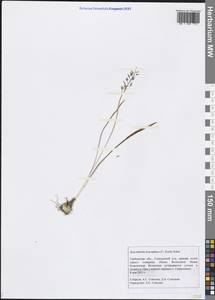 Hyacinthella leucophaea (K.Koch) Schur, Eastern Europe, Central forest-and-steppe region (E6) (Russia)