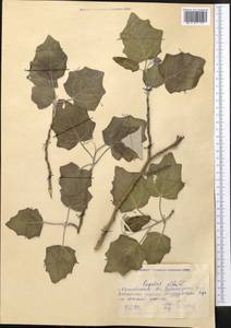 Populus alba L., Middle Asia, Northern & Central Kazakhstan (M10) (Kazakhstan)