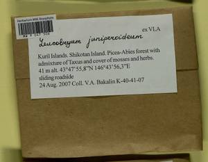 Leucobryum juniperoideum (Brid.) Müll. Hal., Bryophytes, Bryophytes - Russian Far East (excl. Chukotka & Kamchatka) (B20) (Russia)