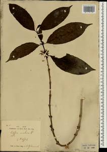 Coffea arabica L., South Asia, South Asia (Asia outside ex-Soviet states and Mongolia) (ASIA) (Indonesia)