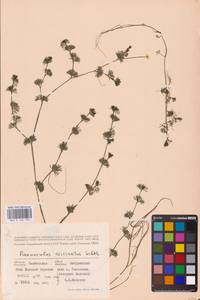 Ranunculus circinatus Sibth., Eastern Europe, Central forest-and-steppe region (E6) (Russia)