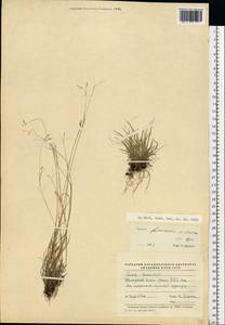Carex capillaris subsp. fuscidula (V.I.Krecz. ex T.V.Egorova) Á.Löve & D.Löve, Eastern Europe, Northern region (E1) (Russia)