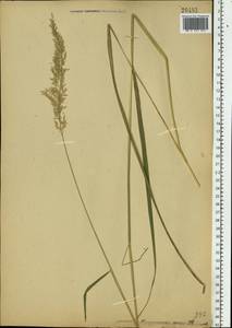 Calamagrostis arundinacea (L.) Roth, Eastern Europe, Moscow region (E4a) (Russia)
