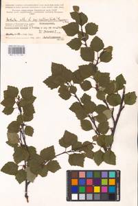 Betula pubescens var. pubescens, Eastern Europe, Northern region (E1) (Russia)