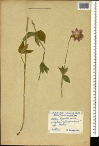 Astrantia maxima Pall., Caucasus, Georgia (K4) (Georgia)