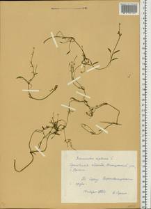 Ranunculus reptans L., Eastern Europe, Volga-Kama region (E7) (Russia)