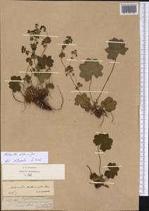 Alchemilla altaica Juz., Eastern Europe, Northern region (E1) (Russia)