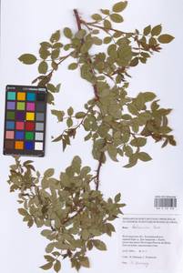 Rosa balsamica Besser, Eastern Europe, Lower Volga region (E9) (Russia)