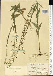 Camelina microcarpa Andrz. ex DC., Eastern Europe, Moscow region (E4a) (Russia)