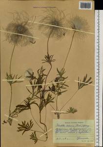 Pulsatilla dahurica (Fisch. ex DC.) Spreng., Siberia, Chukotka & Kamchatka (S7) (Russia)