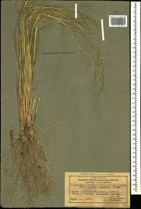 Cleistogenes serotina (L.) Keng, Caucasus, Dagestan (K2) (Russia)