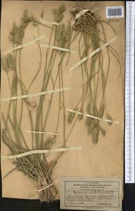 Agropyron cristatum (L.) Gaertn., Middle Asia, Pamir & Pamiro-Alai (M2) (Kyrgyzstan)