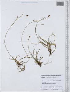 Carex vaginata var. vaginata, Siberia, Western Siberia (S1) (Russia)