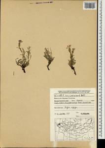 Dianthus ramosissimus Pall. ex Poir., Mongolia (MONG) (Mongolia)