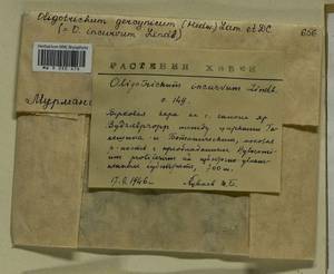 Oligotrichum hercynicum (Hedw.) DC., Bryophytes, Bryophytes - Karelia, Leningrad & Murmansk Oblasts (B4) (Russia)