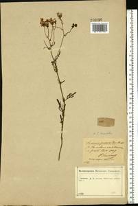 Jacobaea erucifolia subsp. erucifolia, Eastern Europe, Central forest-and-steppe region (E6) (Russia)