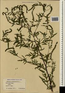 Ambrosia artemisiifolia L., Crimea (KRYM) (Russia)