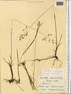 Anthoxanthum nitens (Weber) Y.Schouten & Veldkamp, Eastern Europe, Northern region (E1) (Russia)