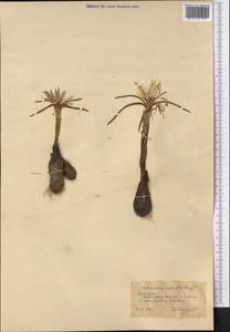 Colchicum robustum (Bunge) Stef., Middle Asia, Karakum (M6) (Turkmenistan)