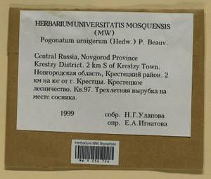 Pogonatum urnigerum (Hedw.) P. Beauv., Bryophytes, Bryophytes - Novgorod & Pskov Oblasts (B5) (Russia)