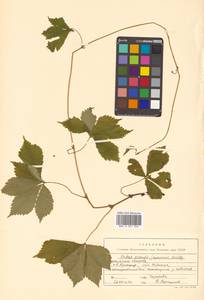 Rubus pseudojaponicus Koidz., Siberia, Russian Far East (S6) (Russia)