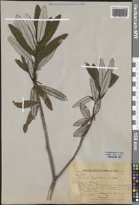 Rhododendron hypoleucum (Kom.) Harmaja, Siberia, Russian Far East (S6) (Russia)