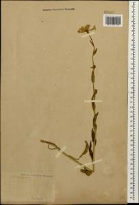 Hesperis sylvestris Crantz, Caucasus (no precise locality) (K0)