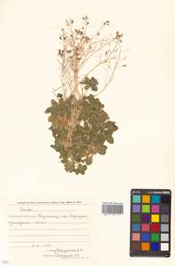 Draba borealis DC., Siberia, Russian Far East (S6) (Russia)