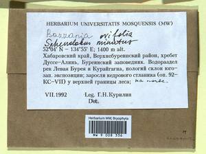 Bazzania denudata (Torr. ex Gottsche, Lindenb. & Nees) Trevis., Bryophytes, Bryophytes - Russian Far East (excl. Chukotka & Kamchatka) (B20) (Russia)