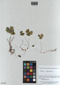 Oxalis acetosella L., Siberia, Altai & Sayany Mountains (S2) (Russia)