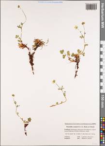 Potentilla crantzii (Crantz) Beck, Western Europe (EUR) (Svalbard and Jan Mayen)