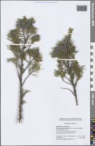 Juniperus sabina L., Eastern Europe, Lower Volga region (E9) (Russia)