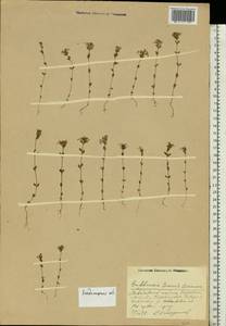 Euphrasia ×vernalis List, Eastern Europe, Central region (E4) (Russia)