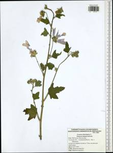 Malva thuringiaca subsp. thuringiaca, Eastern Europe, Central region (E4) (Russia)