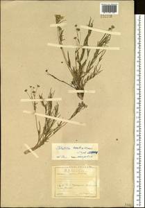 Potentilla verticillaris Stephan ex Willd., Siberia, Baikal & Transbaikal region (S4) (Russia)