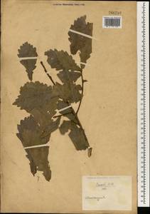 Quercus, South Asia, South Asia (Asia outside ex-Soviet states and Mongolia) (ASIA) (China)