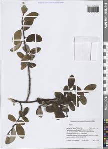 Salix, Siberia, Baikal & Transbaikal region (S4) (Russia)