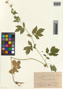 KUZ 005 420, Cardamine macrophylla Willd., Siberia, Altai & Sayany Mountains (S2) (Russia)
