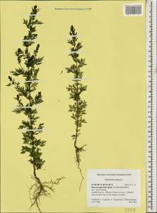 Artemisia annua L., Caucasus, Krasnodar Krai & Adygea (K1a) (Russia)