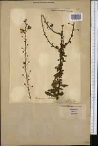 Verbascum blattaria L., Western Europe (EUR) (Italy)