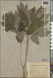 Caulophyllum robustum Maxim., Siberia, Russian Far East (S6) (Russia)