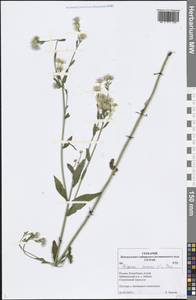 Erigeron annuus (L.) Pers., Siberia, Altai & Sayany Mountains (S2) (Russia)