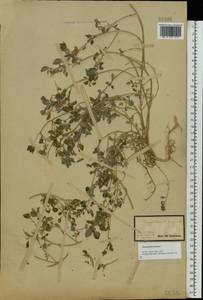 Chenopodium vulvaria L., Eastern Europe, South Ukrainian region (E12) (Ukraine)
