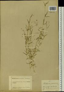 Stellaria palustris (Murray ex Ehrh.) Hoffm., Siberia, Altai & Sayany Mountains (S2) (Russia)